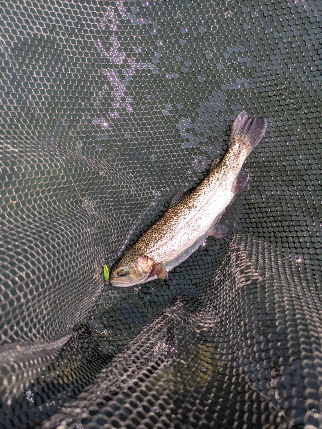 醒ヶ井養鱒場で釣り上げ、ランディングネットに収めたトラウト